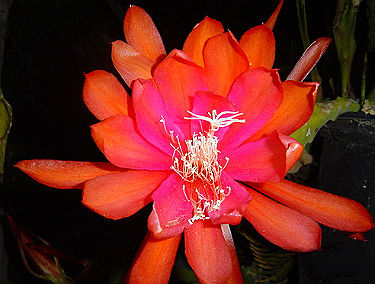 (image for) Epiphyllum Orchid Cactus 'Sun Goddess' 5 Seeds - Click Image to Close